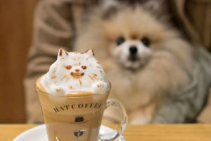 ハットコーヒー犬の3Dラテアート