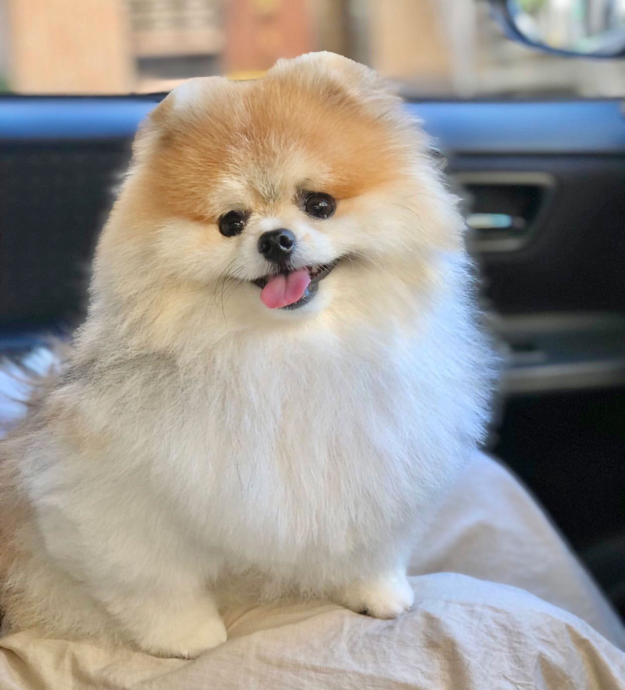 【ポメラニアン子犬画像まとめ】自分を癒すために全力で赤ちゃんポメを集め …