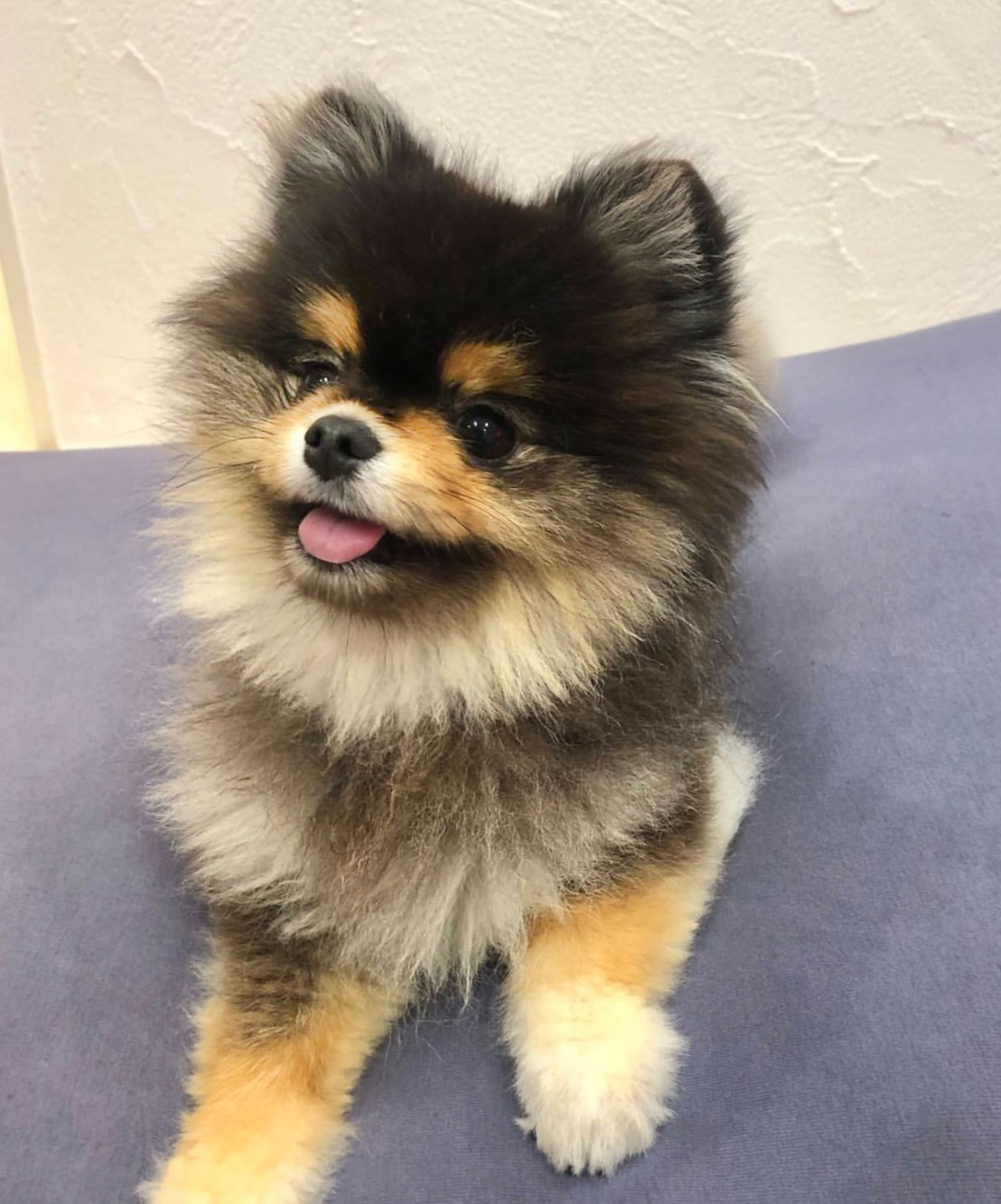 【ポメラニアン子犬画像まとめ】自分を癒すため …