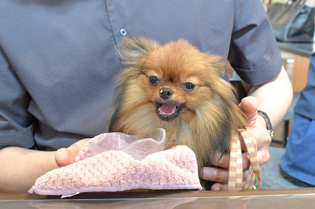 チェリーで犬メニューを食べているポメラニアン