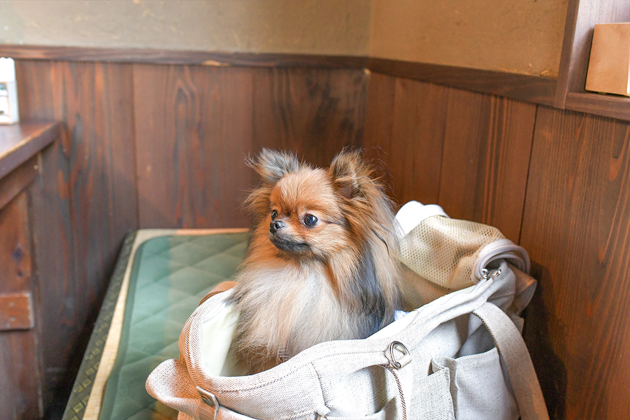 アウトドアカフェ山小屋　ポメラニアン