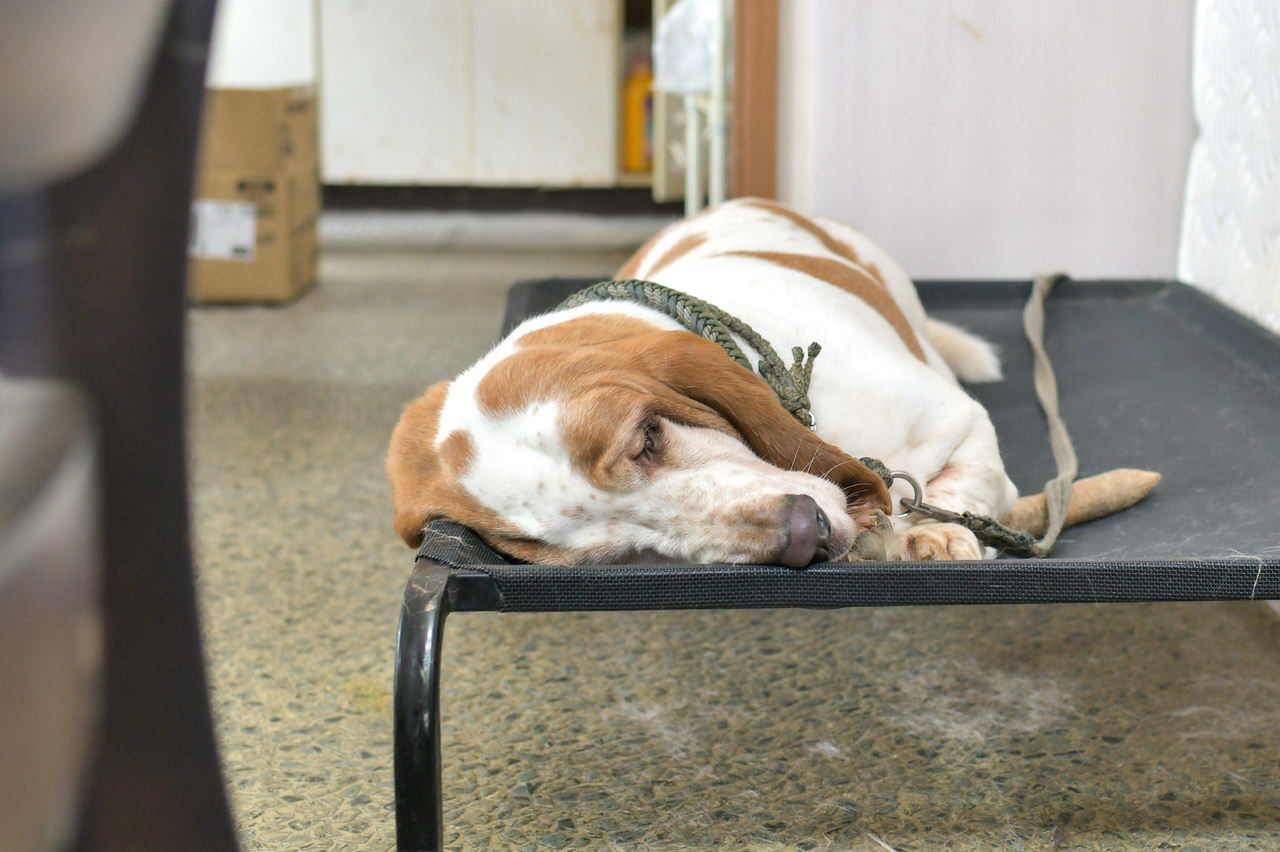 じゅしあんの看板犬 バセットハウンド