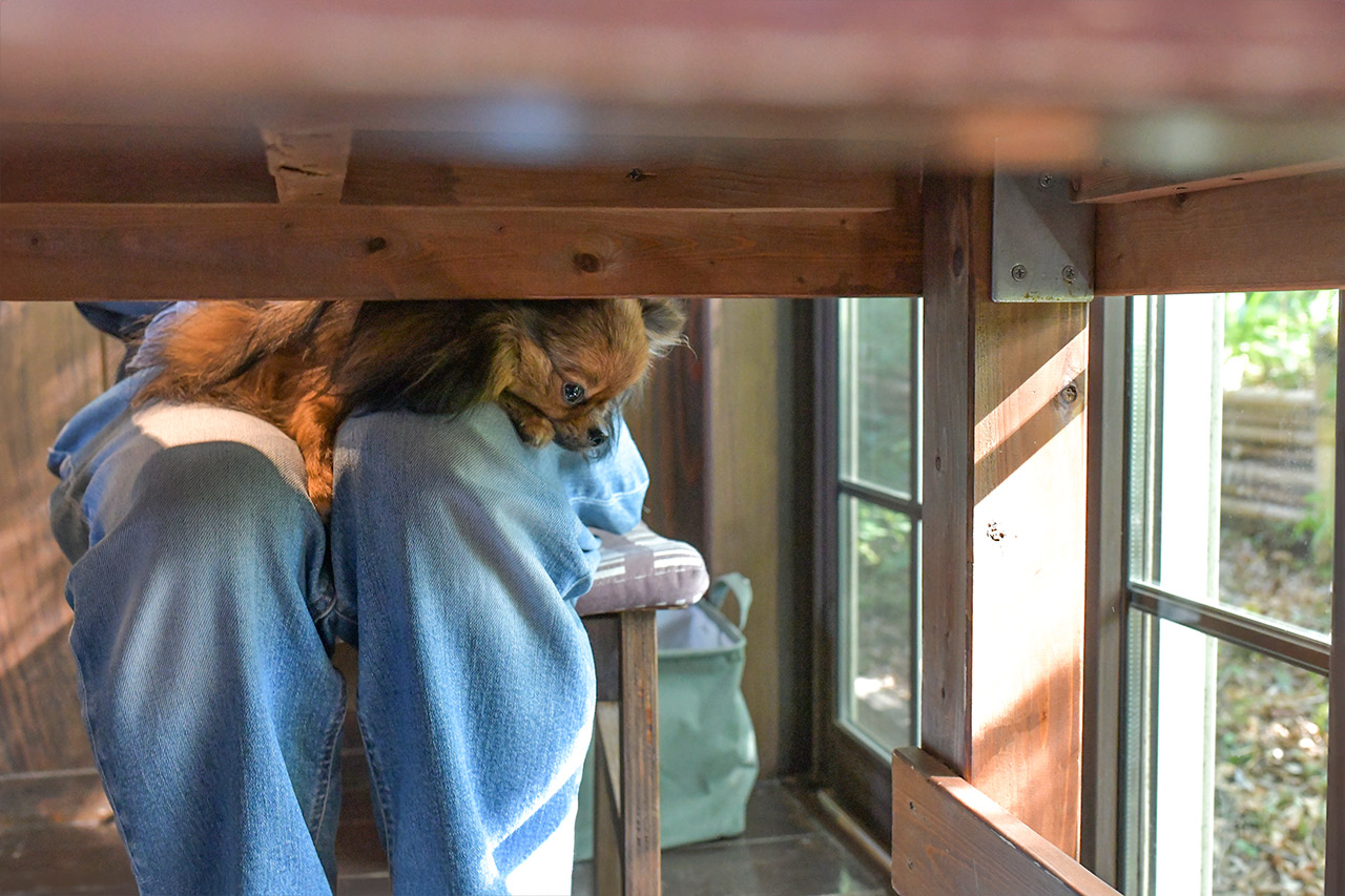 アウトドアカフェ山小屋　くつろぐポメラニアン