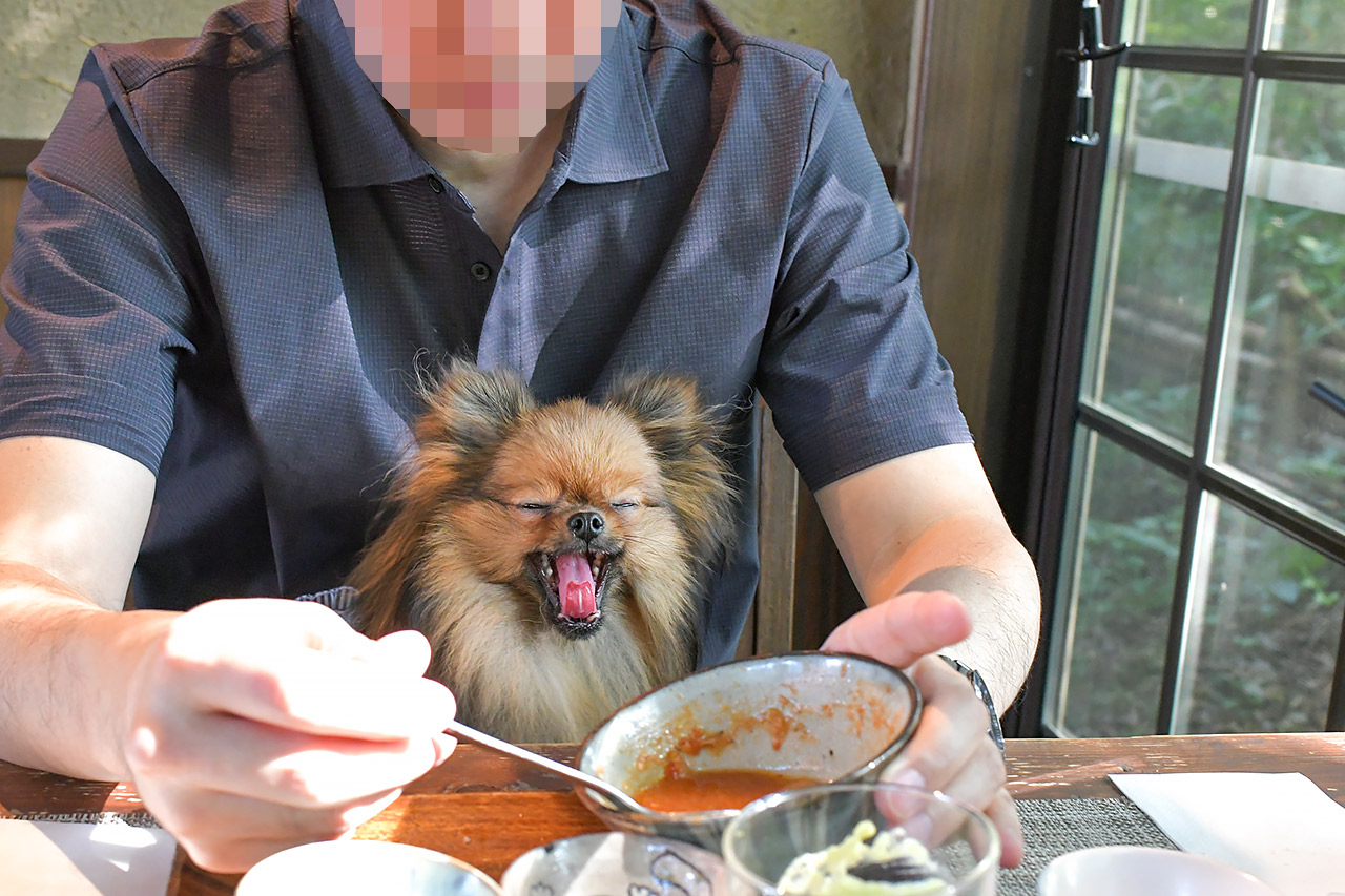 アウトドアカフェ山小屋　犬連れ