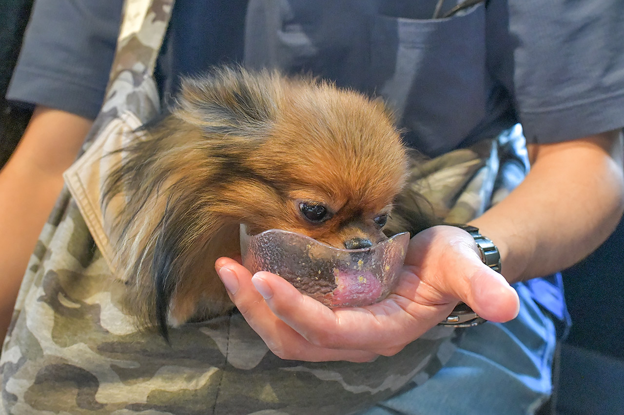 高田牧舎　犬メニューを食べるポメラニアン