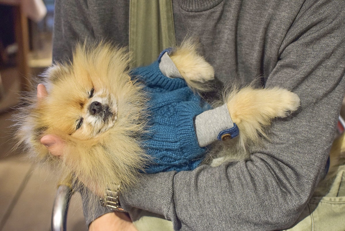 ぽんが目黒　犬連れ