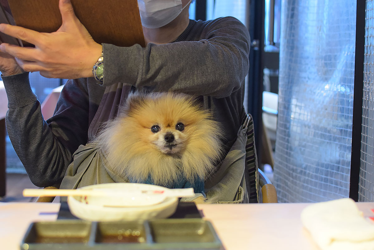 ぽんが目黒　ペット同伴