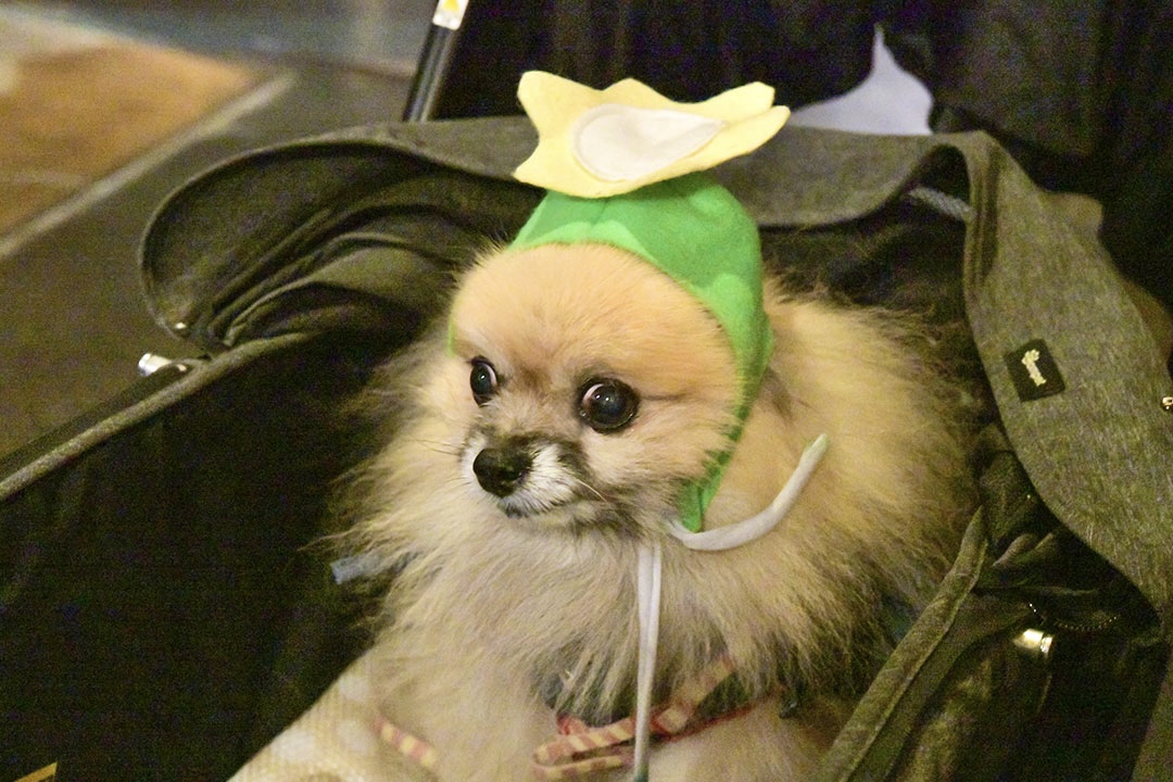 かっぱ祭り 犬連れでもんじゃ