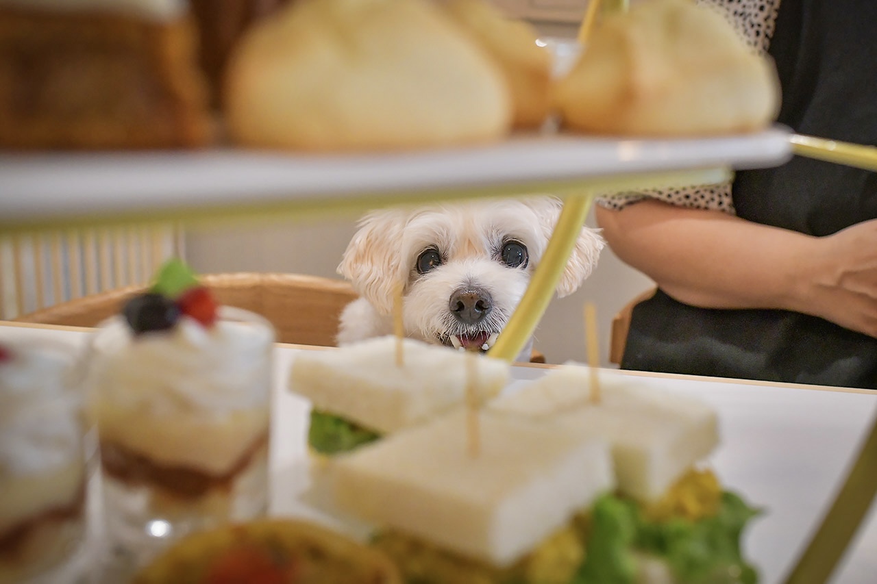 ペットクックカフェのアフタヌーンティーを楽しむミックス犬