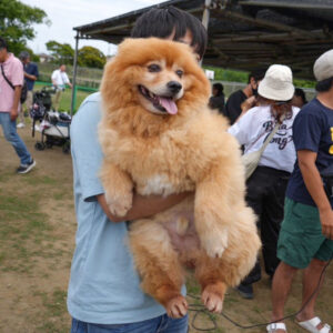 15.1キロのデカポメ サキちゃん