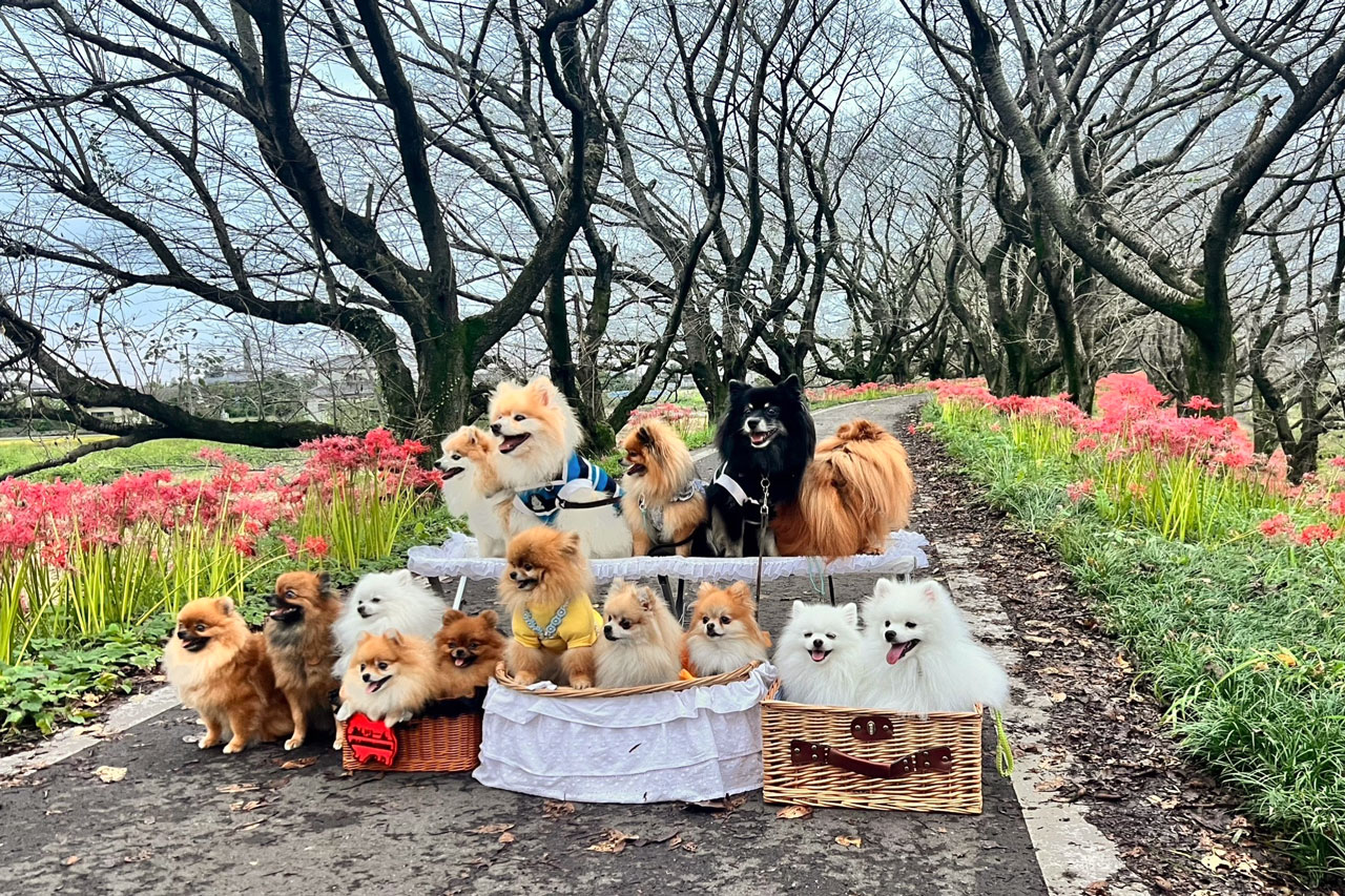 ちびポメ会　彼岸花のある公園で集まるポメラニアンたち