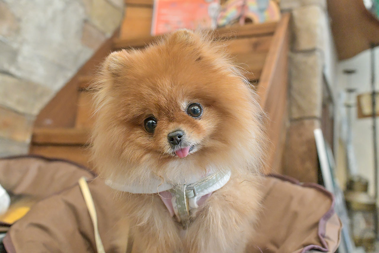 ポメラニアンカフェの看板犬もなかちゃん