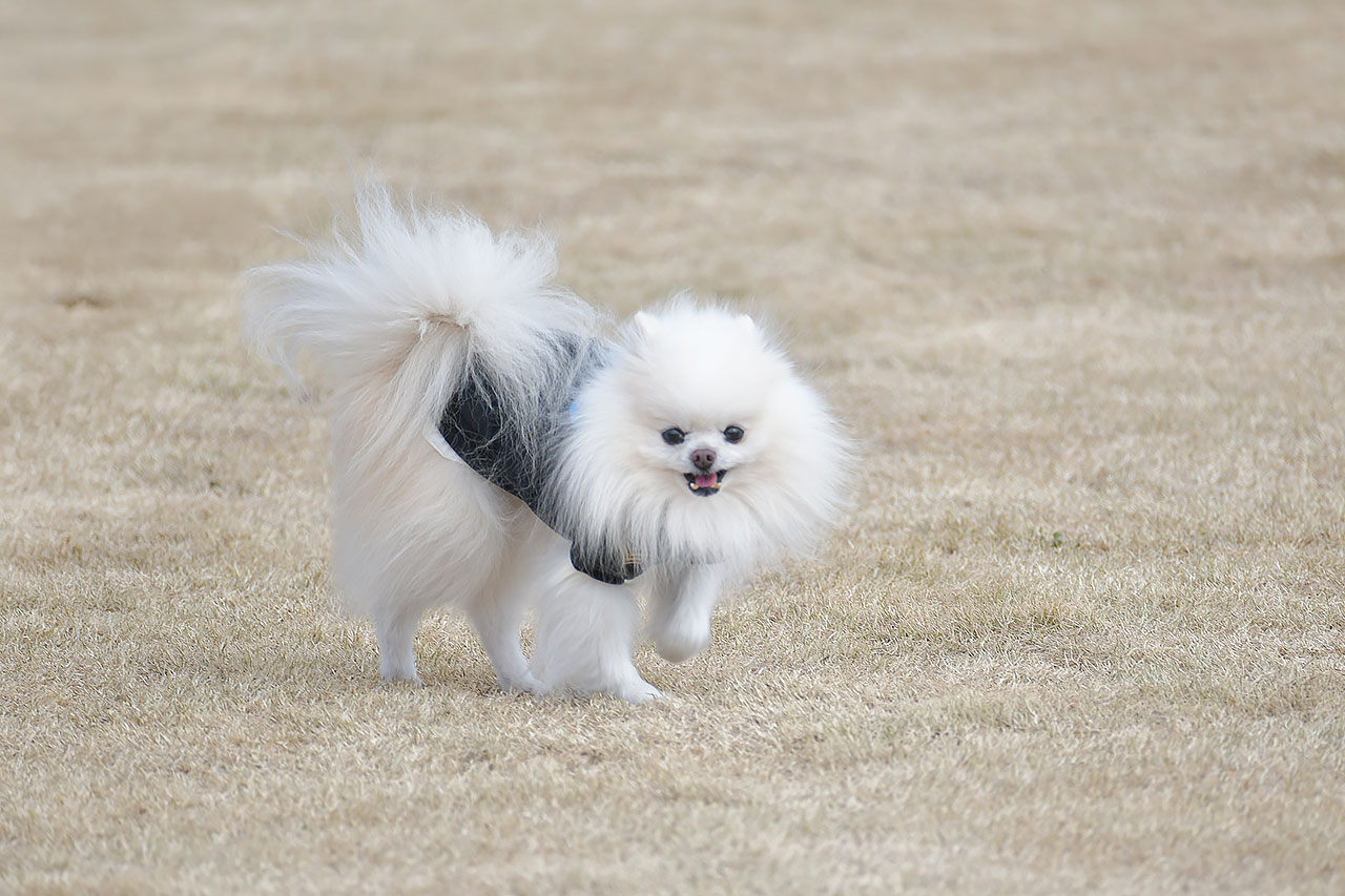 dogrun m’s　ドッグランで走る白ポメ