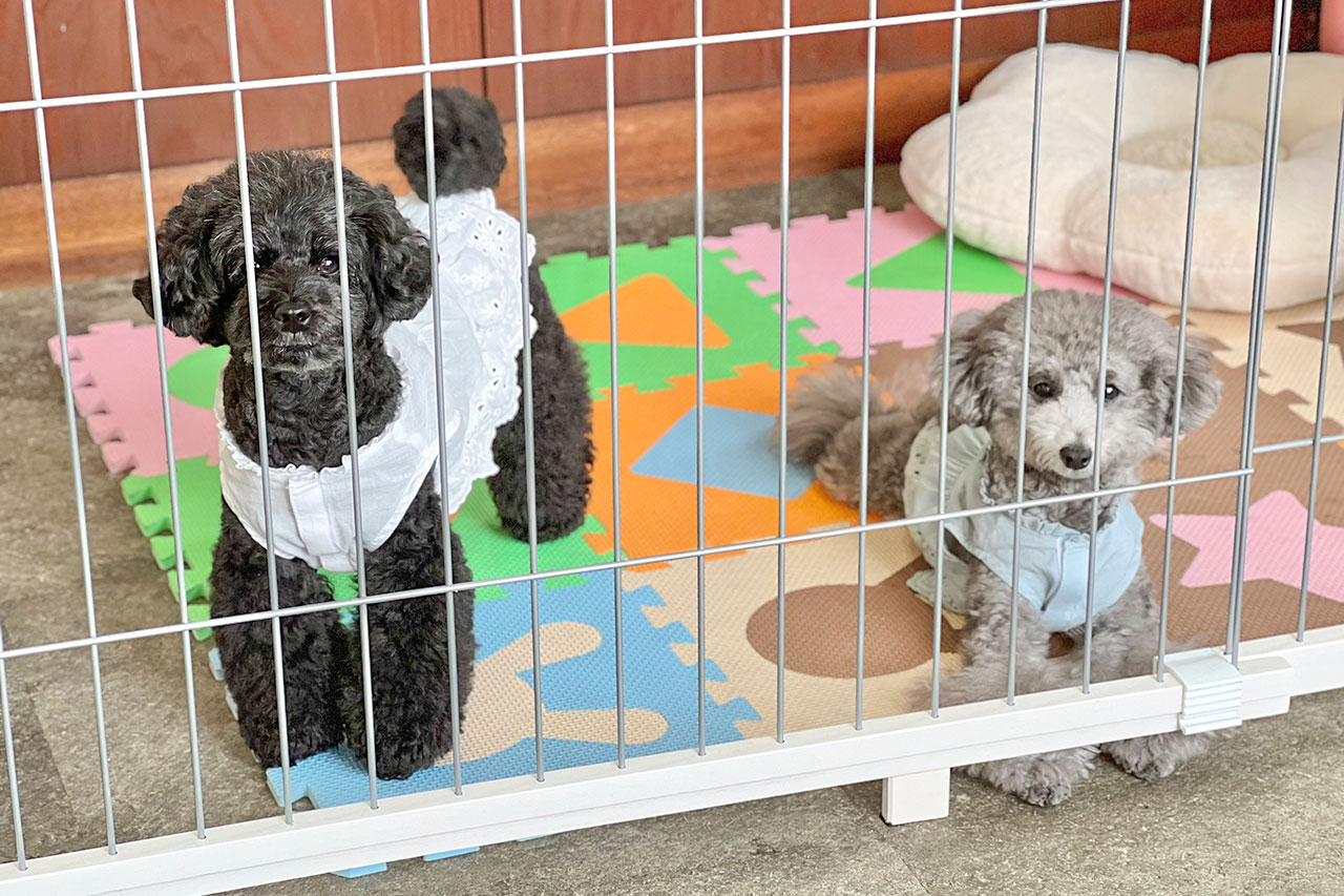 岩槻 カフェイゴコチ　看板犬