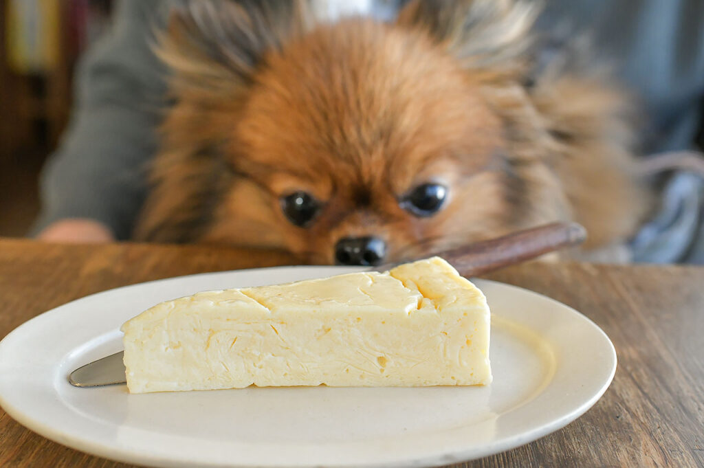 レインドッグスカフェの犬用チーズケーキ
