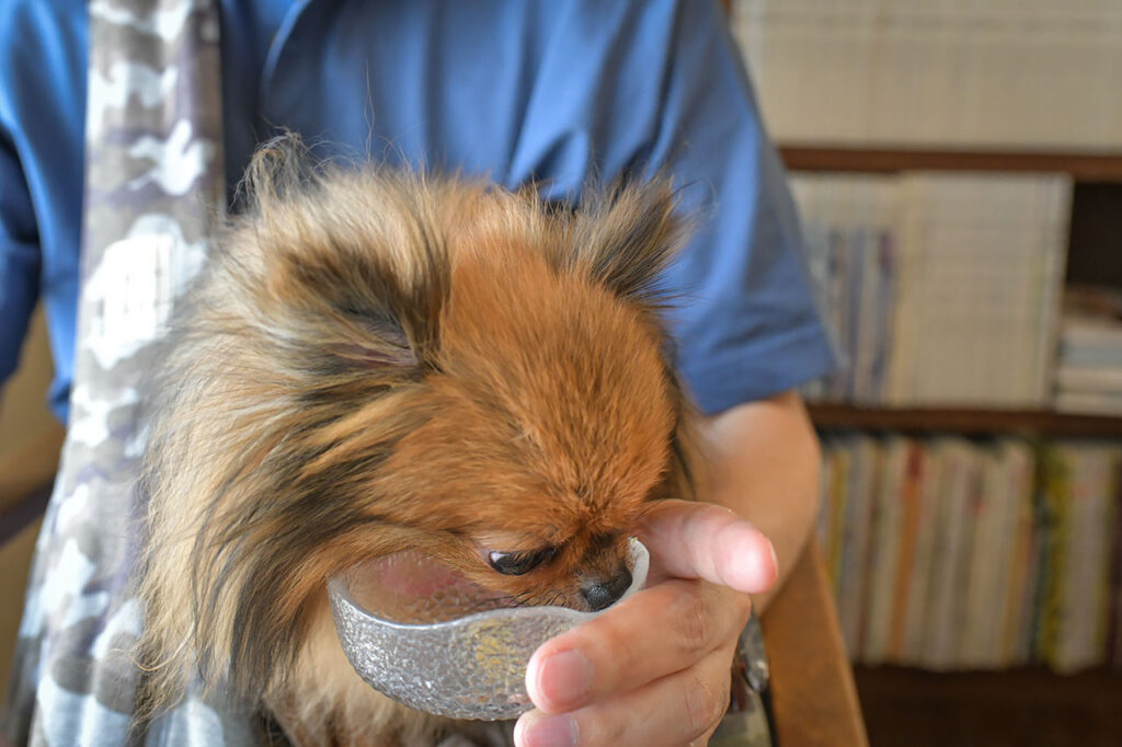 レインドッグスカフェで犬メニューを食べるポメラニアン