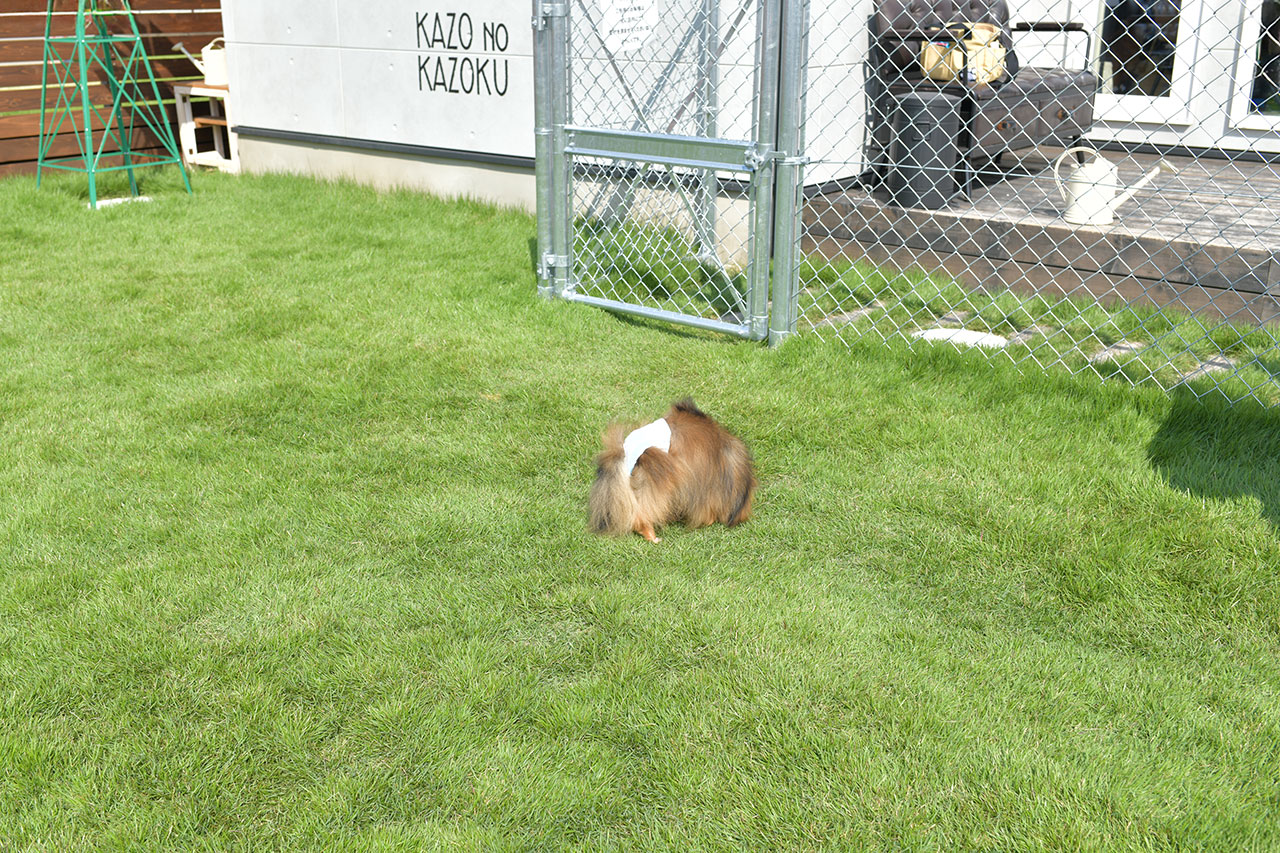 ナニカフェのドッグランでクン活にいそしむポメラニアン