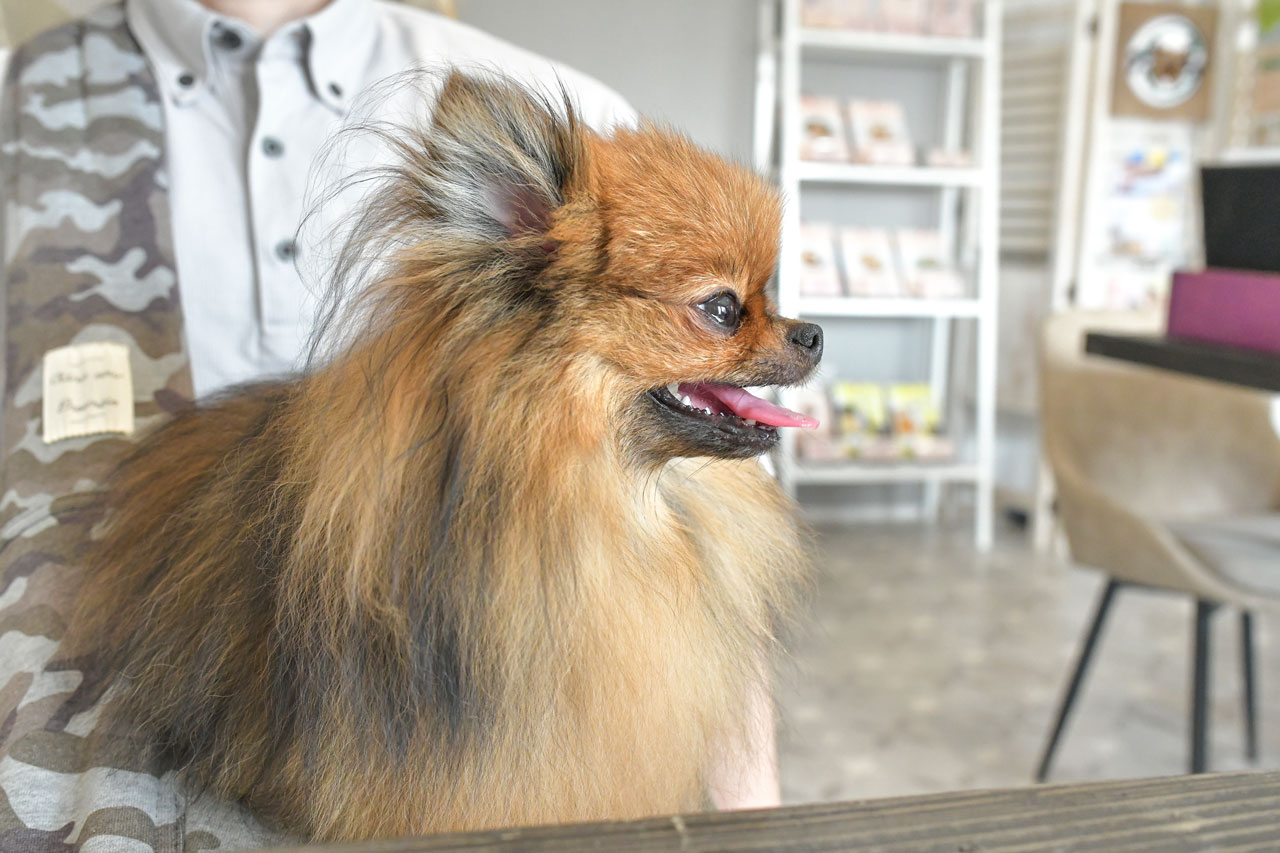 加須にあるナニカフェで笑うポメラニアン