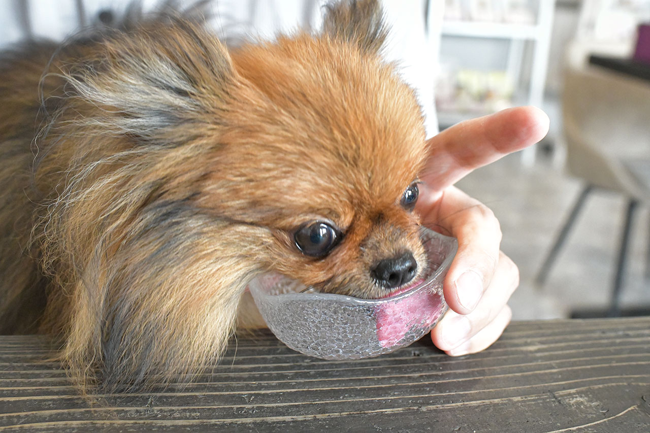 ナニカフェで犬メニューを食べるポメラニアン