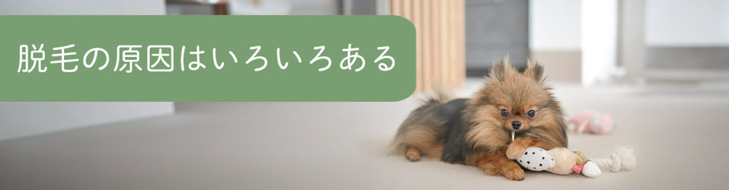 ポメハゲの原因はいろいろある