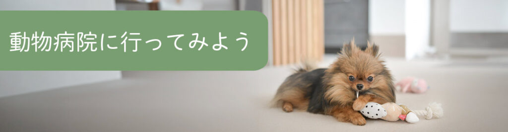 動物病院でポメハゲの相談をしよう